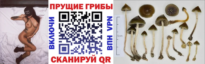 Псилоцибиновые грибы ЛСД  Салехард 